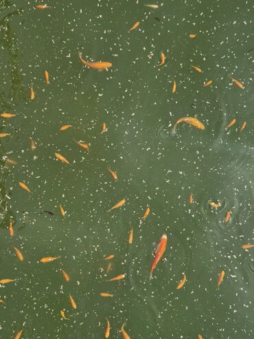 Balıqlar: Koi, Sülhsevər, Ünvandan götürmə -da lalafo.az — 10 Balıqlar: Koi, Sülhsevər, Ünvandan götürmə — 10