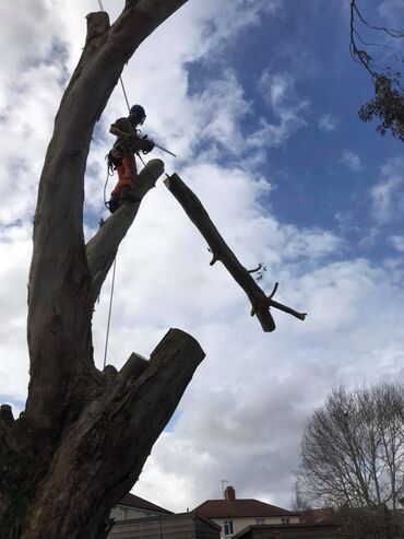 услуги передвижной пилорамы: 🌳 Профессиональная арбористика – безопасность ваших деревьев и двора!