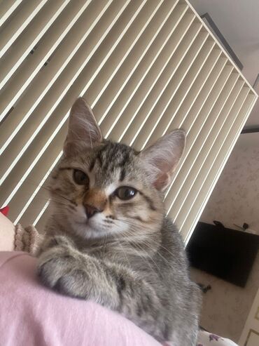 Pişiklər: Britan, Erkək, Dişi, Yaxşı əllərə, Ünvandan götürmə, Ödənişli çatdırılma — 3