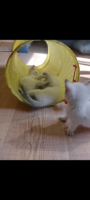 chinchilla kedi: Britan — 4