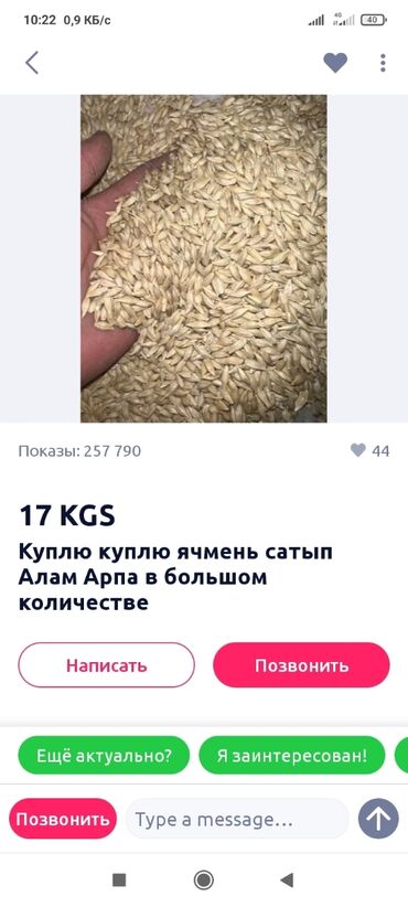 шотландская вислоухая кошка черная: Арпа сатып алам