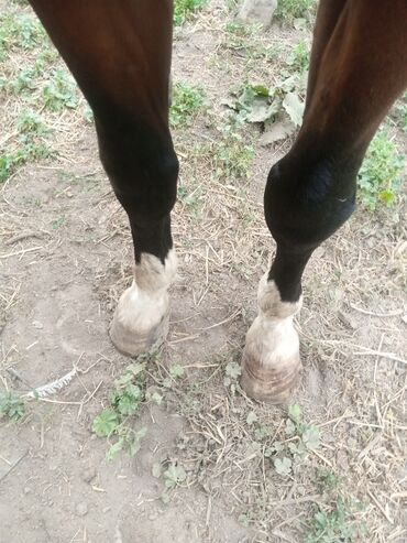 Лошади, кони: Продаю | Жеребец | Конный спорт, Для разведения, Рабочий | Племенные, Осеменитель, Мерин — 5