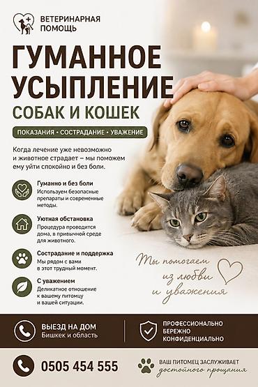 мини собака: 🐾 Гуманное усыпление собак и кошек Если ваш питомец тяжело болен — 1