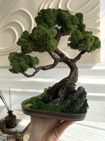 Декоративные цветы: Деревья-бонсай из натурального стабилизированного мха🌳 -это — 87