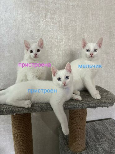 домашний котёнок: 3 месяца, Мальчик, Приучена к лотку
