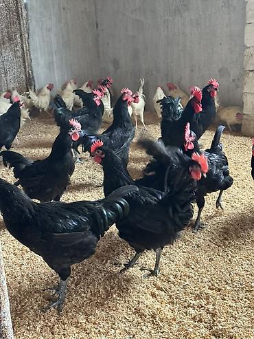en ucuz uce: Toyuq, Australorp, Ətlik, Pulsuz çatdırılma — 1
