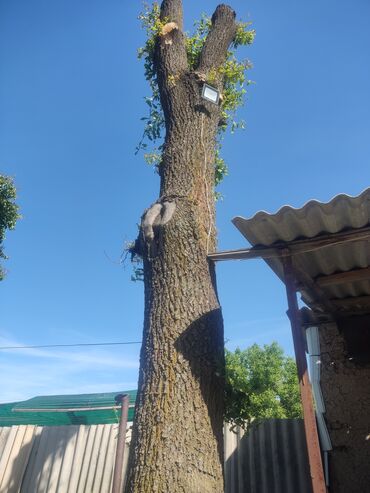 размер осб бишкек: Продается дерево дуба
высота-6м
окружность-205см