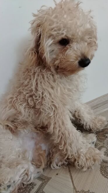 İtlər: Pudel, 6 ay, Erkek, Peyvəndli, Ünvandan götürmə