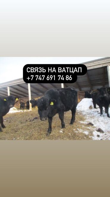 продаю быки: Бычки телята тёлучки +7)747)691)74)86) вотсап Бычки телята тёлки