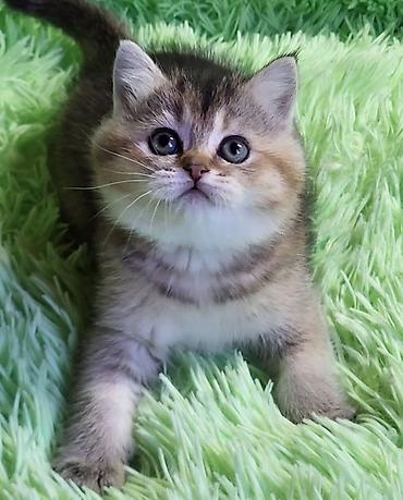 Кошки: Шотландская вислоухая, Самец, Самка, В добрые руки, Самовывоз, Бесплатная доставка, Доставка в районы — 2