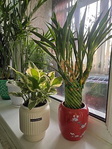 Декабристы: Зигокактус (рождественник, шлюмбергера) штамбовой формы в горшке. - — 22