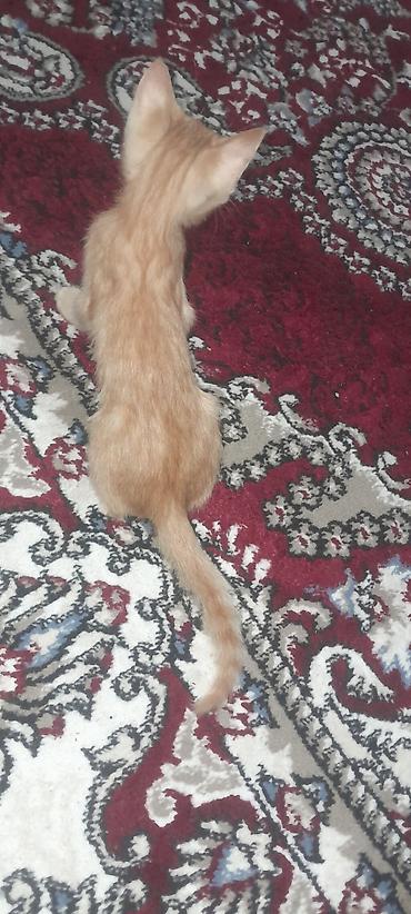 коты белый: Рыжий котёнок с тигровым рисунком на шерсти. Короткошёрстный, с мягкой — 2