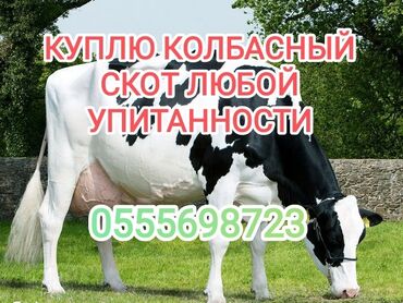 продаю кукуруза: Куплю | Коровы, быки, Лошади, кони | Круглосуточно, Откормленные, На забой, на мясо