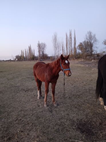 показы 1 354 72 договорная кошка даром британская короткошёрстная 1 год мальчик метис 2 позвонить написать: Сатам | Жылкы (эркек), Тай | Аргын | Көбөйтүү үчүн, Жумушка | Асыл тукумдуу