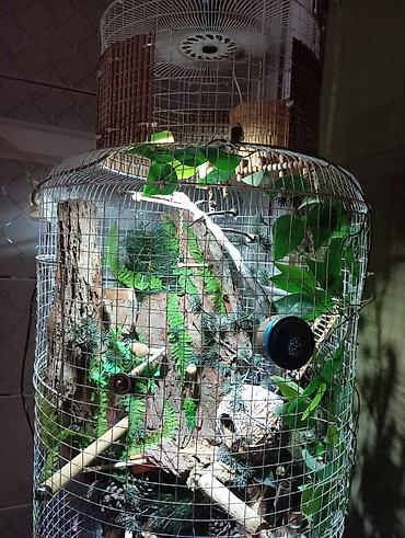 Животные: Unikal şaquli terrarium/volyer – dekorativ ağac gövdəsi və təbii — 6