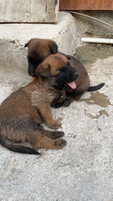 çoban iti balası: Belçika çoban iti, 1 ay, Erkek, Sənədli, Ünvandan götürmə