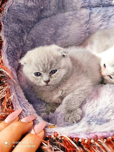 labrador satılır: Şotland yastı qulaq, Erkək, Dişi, Ünvandan götürmə — 9