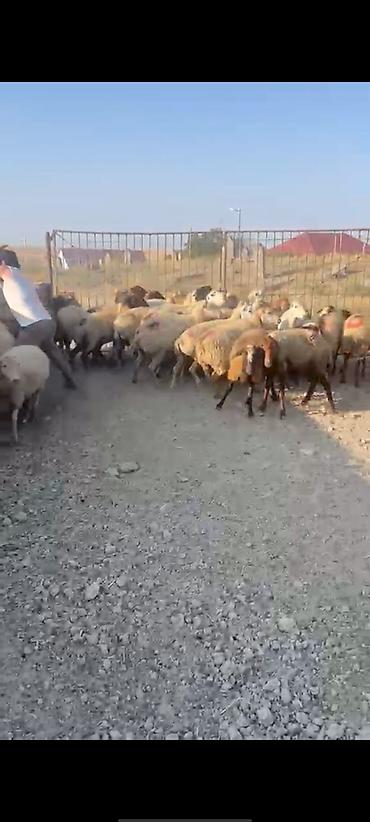 ev heyvanlarının satışı: 30 Eded qoyundu 1 Eded qoç 15 ededi birinci qarinidi 15 ededi ise — 3