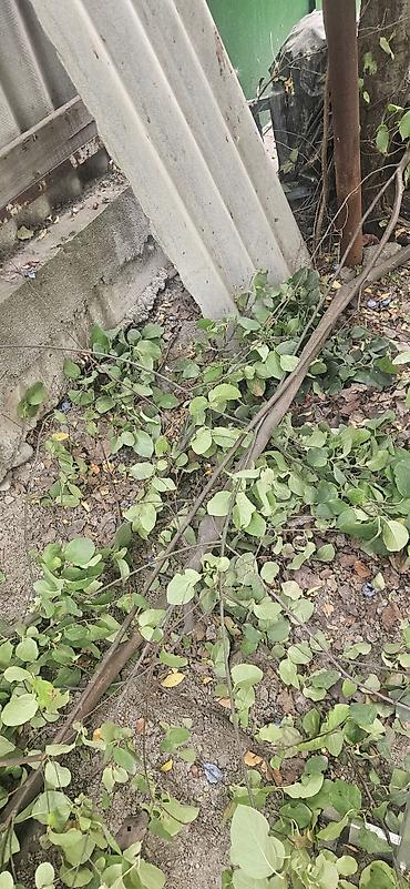 сокулук даром: Здравствуйте! У нас во дворе много деревьев, которые нужно спилить — 3