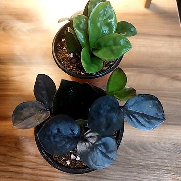 долларовое: Замиокулькас (ZZ plant) в горшках,сорт Зэнзи и сорт Raven (черный) — 3