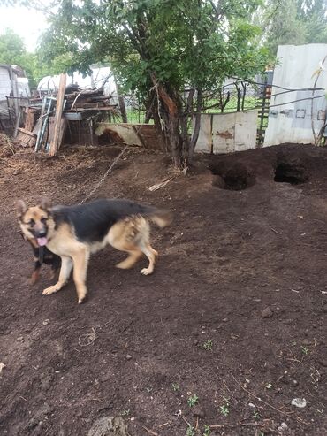 Продажа собак: Овчарка, 1 год, Самка, С родословной, С прививкой