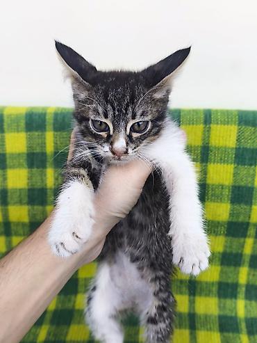 кошка бесплатная: Отдам котят в хорошие руки. Жалалабад/Манас - Возраст: 3 месяца — 4