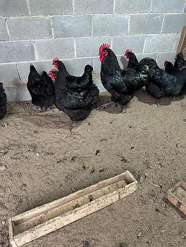 Куры, петухи: Продаю | Инкубационные яйца | Для разведения — 7