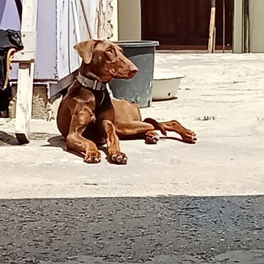 it sahiblənmək: Doberman, 10 ay, Dişi, Peyvəndli, Ünvandan götürmə