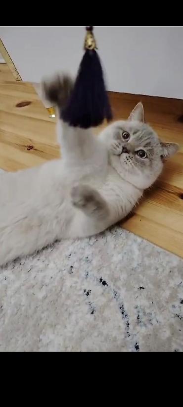 Шиншилла, Самец, Для вязки — 4