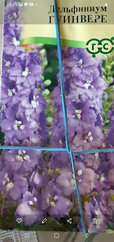 Семена газона: Продается семена дельфиниумов и катарантусов. 1 пачка - 80 сом. Проф — 6