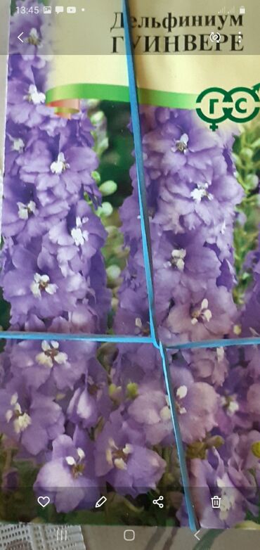 Другие книги и журналы: Продается семена дельфиниумов и катарантусов — 11