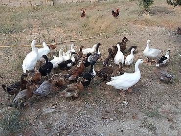 ucuz quslar: Xarkov qışqıran ördəklər.Hər qiymətə var.unvan Binəqədi kendi.Whatsapp — 2