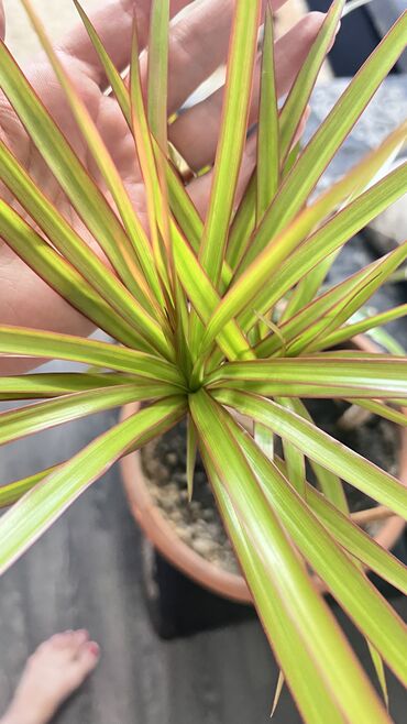 семена адениума купить: Драцена 2 шт в одном горшке 1200 сом Лилия большая амазонская, в