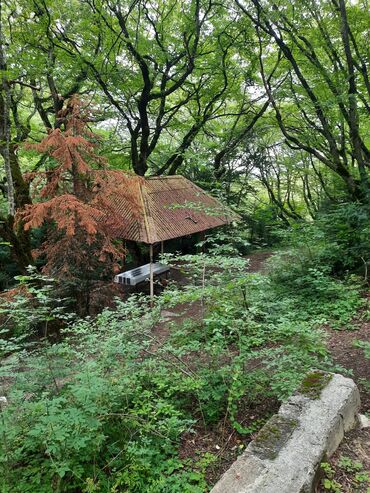 qoyunun qiymeti: Dişi, il: 2, 35 kq, Damazlıq, Ödənişli çatdırılma