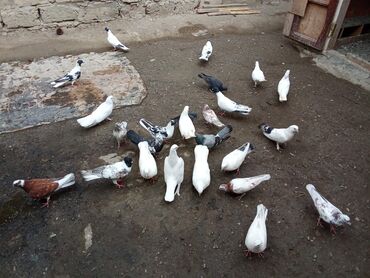 Göyərçinlər: Tecili satılır. Tergidilmə quşlardı 5-6 saat uçur