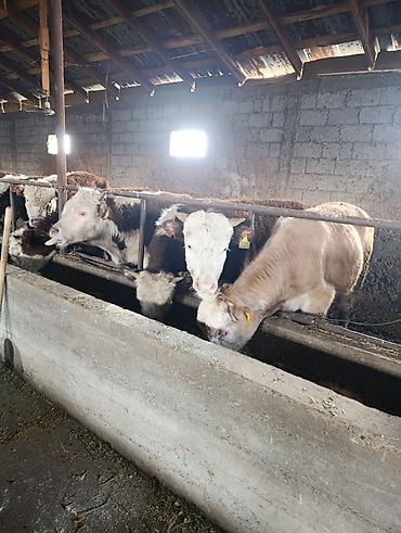 Коровы, быки: Продаю | Бык (самец) | Герефорд | На откорм | Племенные — 1