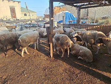 metis qoyun: 32 heyvandı bordağ heyvandı dişli damazdığa gedəndə var seçməkdə olar — 2