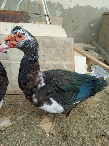 Toyuqlar: Toyuq, Ətlik -da lalafo.az — 6 Toyuqlar: Toyuq, Ətlik — 6