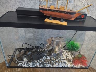 tut aragi satilir: 40 litr su tutumlu akvarium satılır təcili. 150 Azn