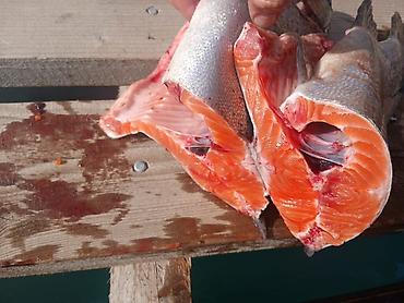 royal fish: Форель радужная Курпсайский Форель премиум качества Форель без — 1