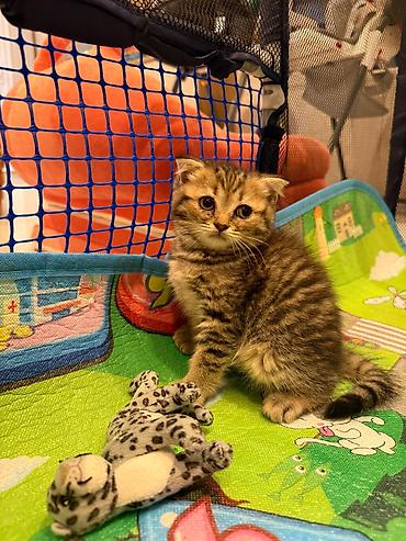 Животные: Scottish Fold balası – qızıl rəngli tabby - Cins: Scottish Fold — 5