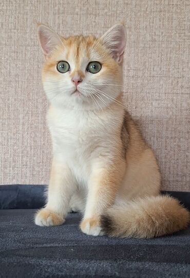 шиншилла кошка цена: Şinşilla, Erkək
