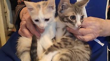 Котята, окрас: один бело-кремовый с пятнышками, второй серо-полосатый