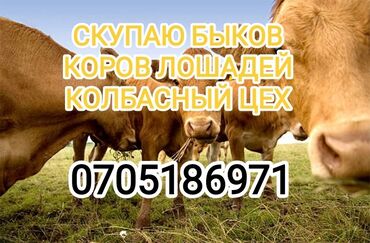 баран на продажу: Куплю | Коровы, быки, Лошади, кони | Любое состояние, Забитый, На забой, на мясо