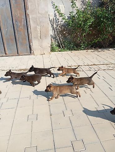 it baytari: Belçika çoban iti, 2 ay, Erkək — 8