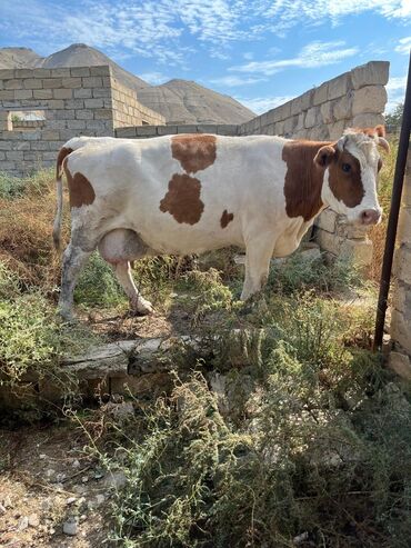 holstein inek qiymeti: 4 qarin dogub 5ci qarina 2 ayliq bogazdir. 4ayliq erkey balasi var ozu