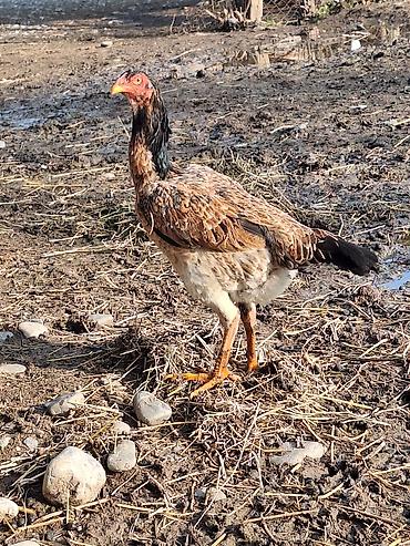 Другие животные: Другие животные — 3