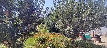 балыкчы бу: Үй (жеке сектор), Кара-Ой (Долинка), 3 орун — 7