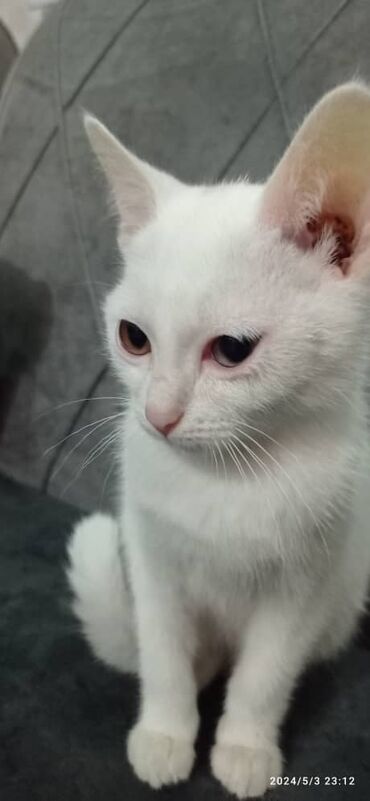шатланский кот: 3 месячный турецкий ангора, привит, девочка, приучена к лотку, душа и