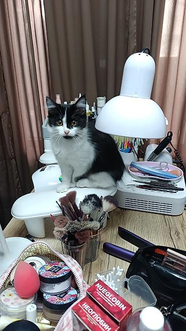 отдам даром вислоухого котенка: 3 месяца, Девочка, Приучена к лотку, Проглистована — 1